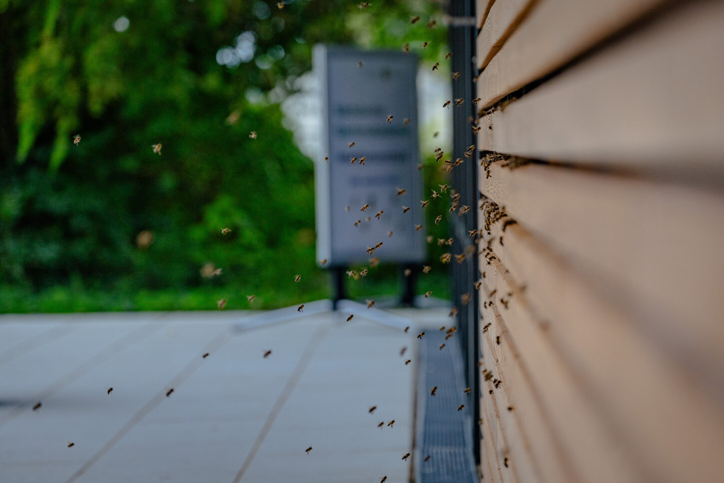 Honigbienen am Bienenhaus