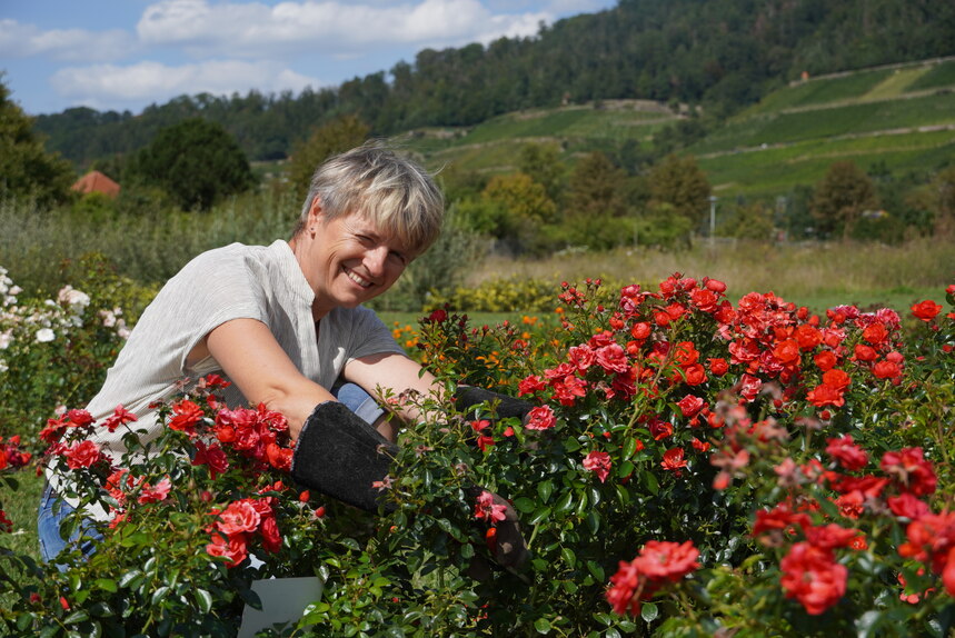 Carina Kutschke beim Rosenschnitt