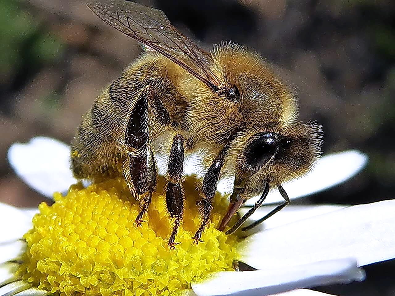 Honigbiene auf Blüte