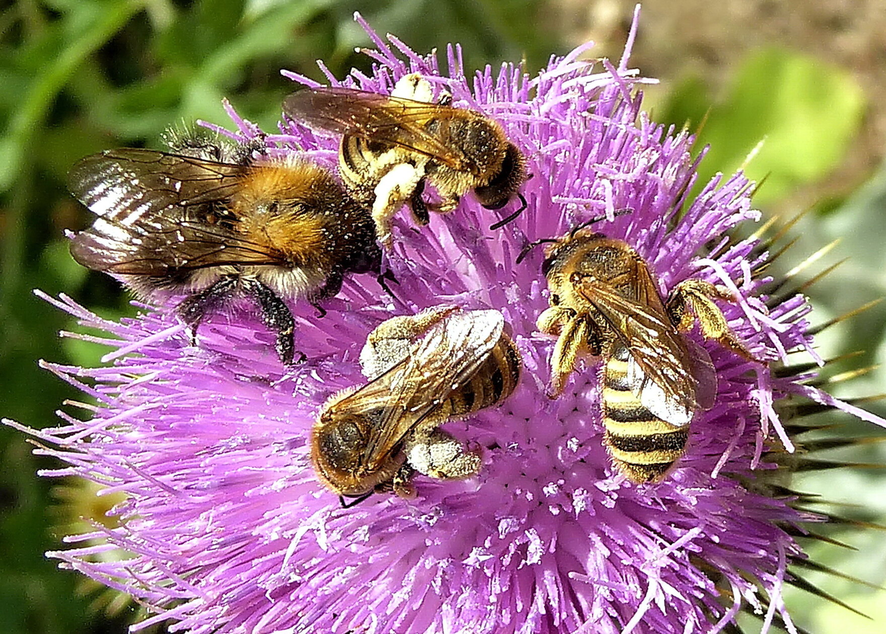 Wildbienen auf einer Blüte