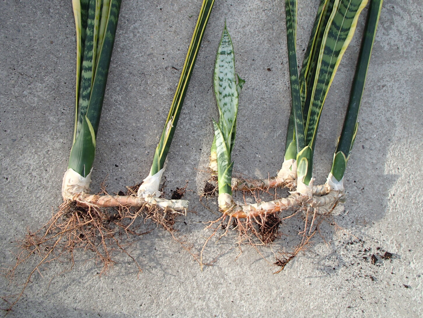 Sanseveria mit Rhizomen