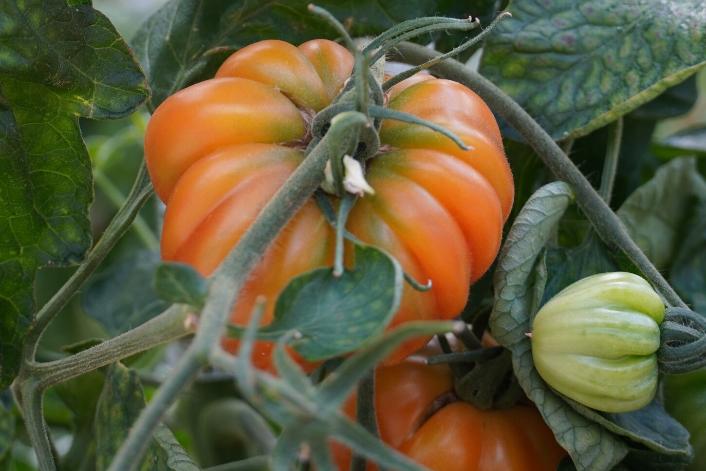 Tomaten an Pflanze